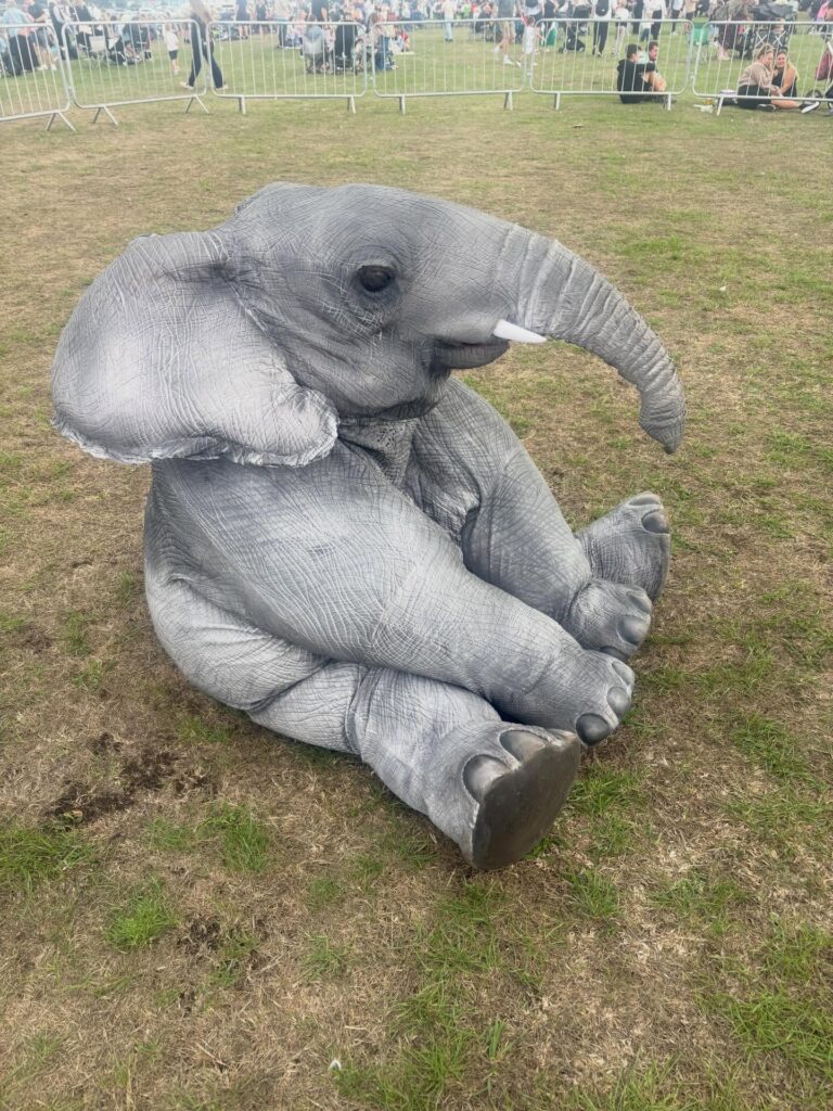 Baby Elephant sat in field waiting at Great Yarmouth Racecourse August Bank Holiday 2026